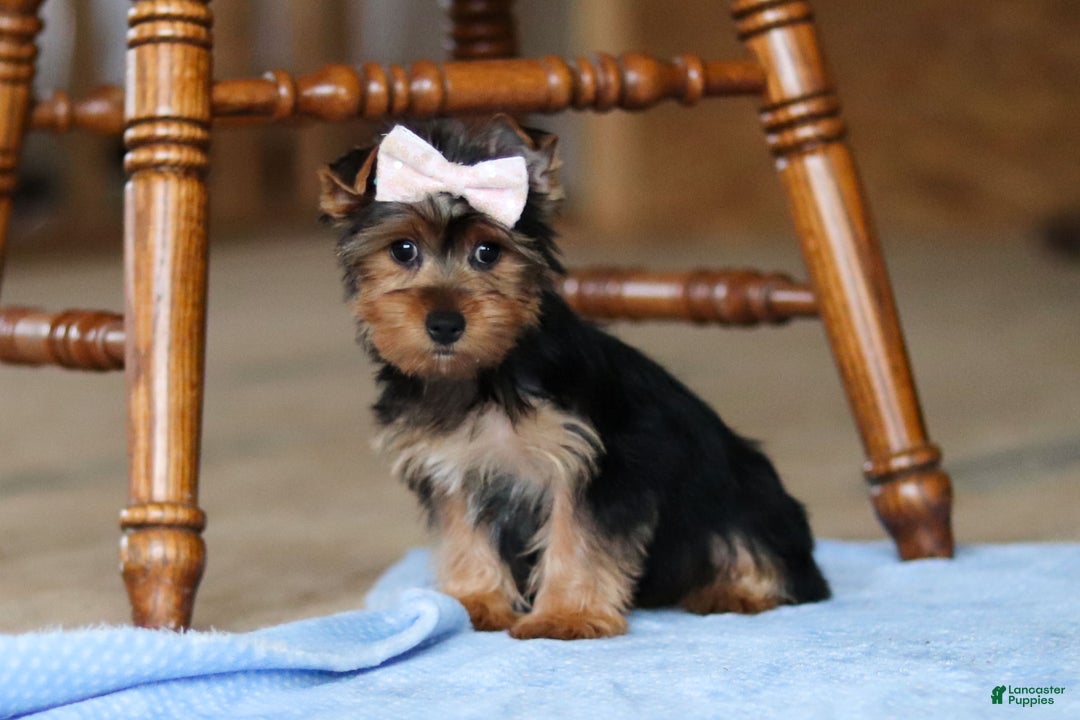 Yorkshire Terrier dogs for sale: Dolly - Ad 2