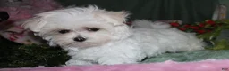 Maltese dogs for sale: Fannie - Ad 9