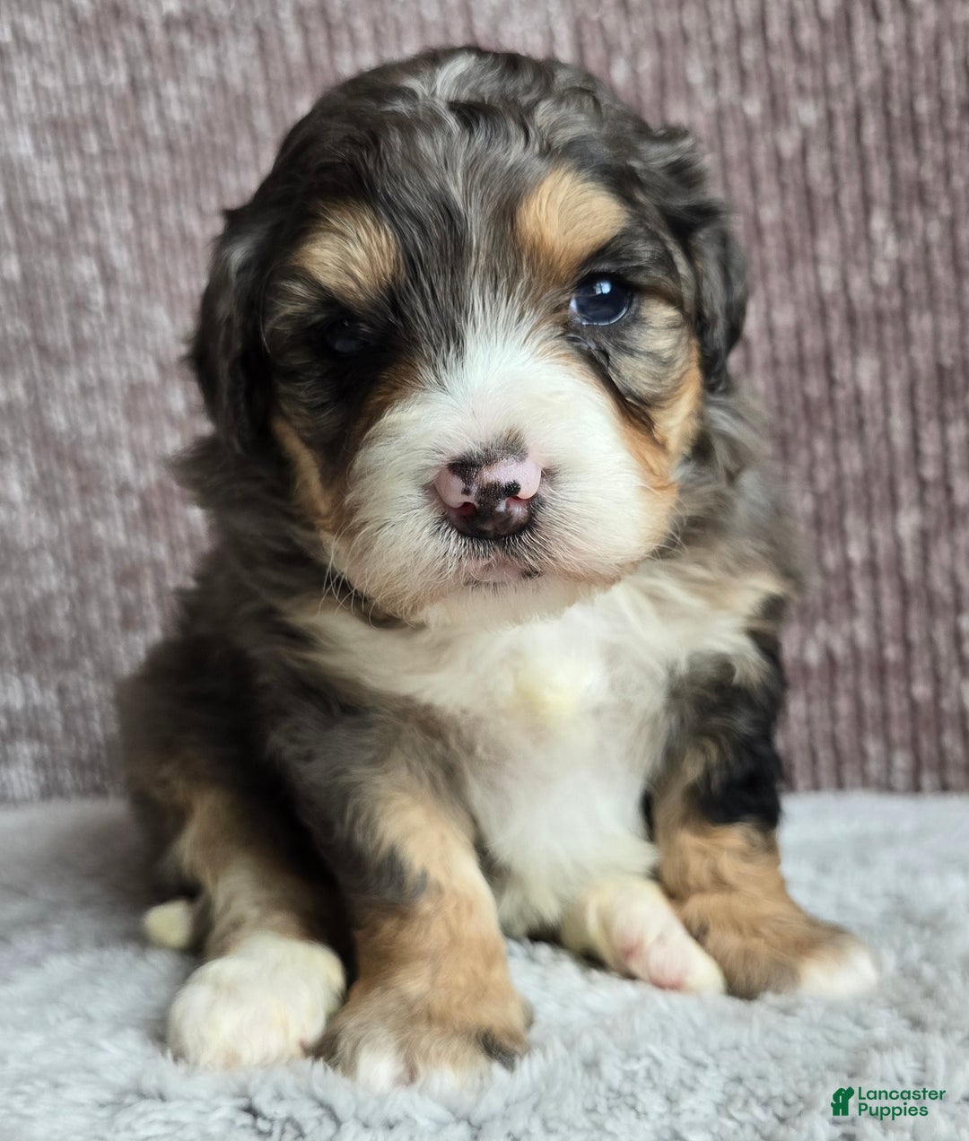 Mini Bernedoodle dogs for sale: Mini Bella - Ad 5