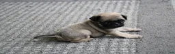 Pug dogs for sale: Tank - Ad 2