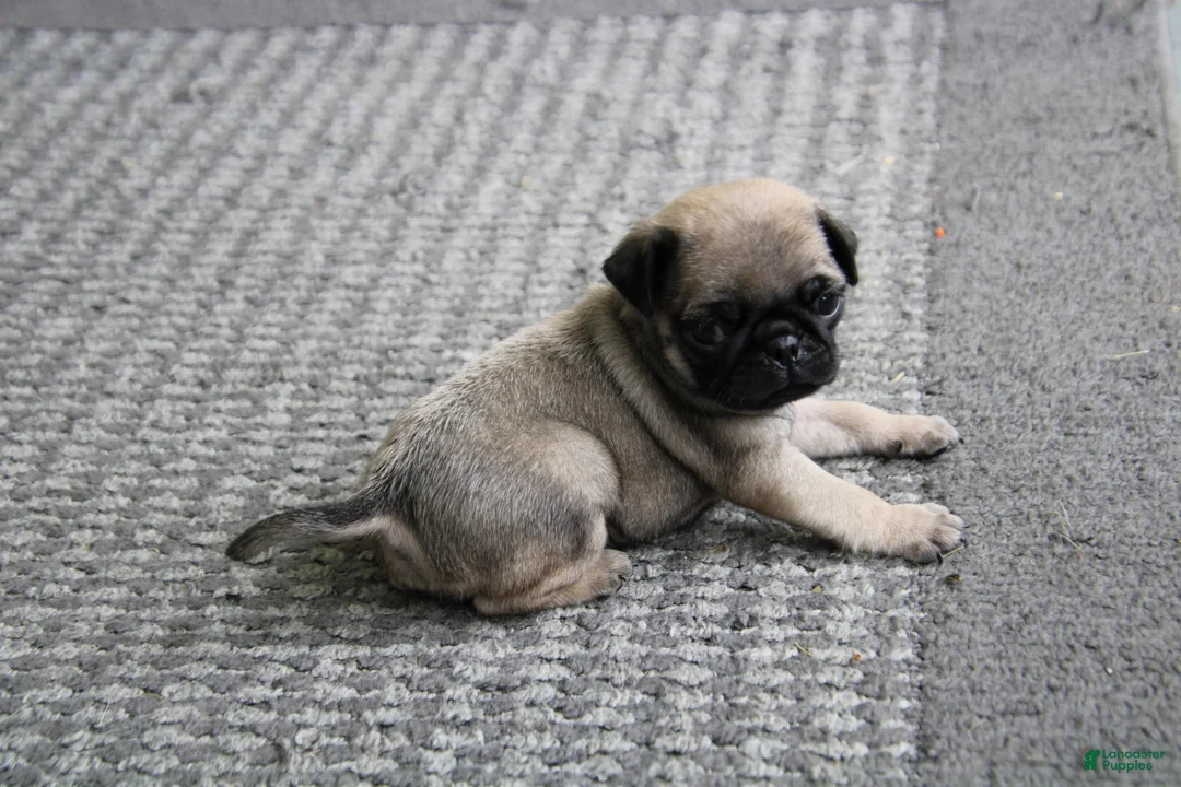 Pug dogs for sale: Tank - Ad 2