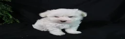 Maltese dogs for sale: Molly - Ad 10