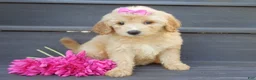 Mini Goldendoodle dogs for sale: Penny (medium) - Ad 6