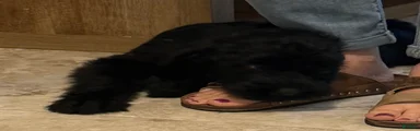 Giant Schnauzer 2