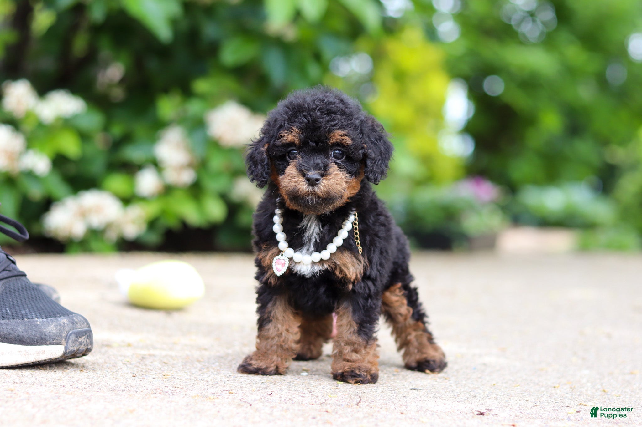 Cavapoo dogs Callie - Ad 1