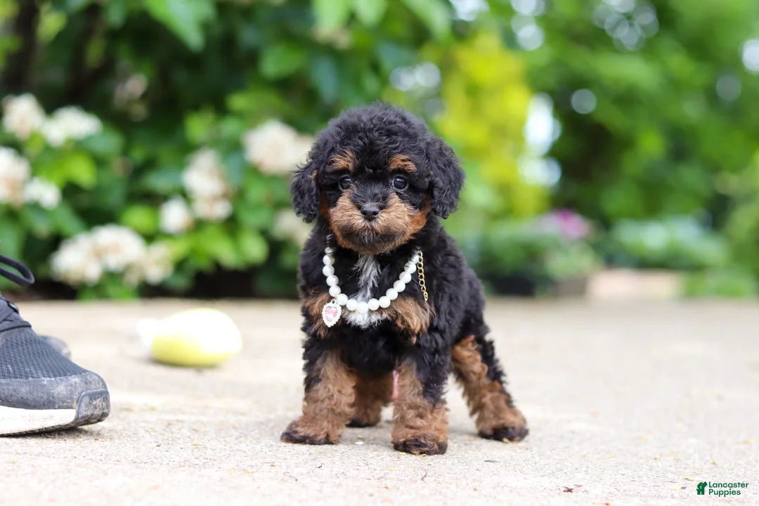 Cavapoo dogs for sale: Callie - Ad 1