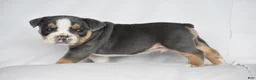 Beabull dogs for sale: Captain - Ad 10