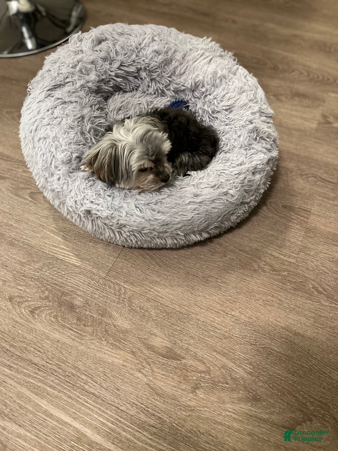 Yorkiepoo dogs for sale: Chipotle  - Ad 4