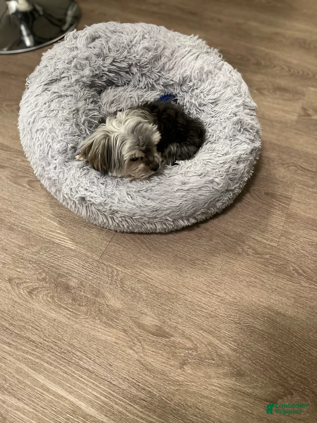 Yorkiepoo dogs for sale: Chipotle  - Ad 4