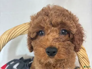 Mini Goldendoodle dogs Gage - Ad 34
