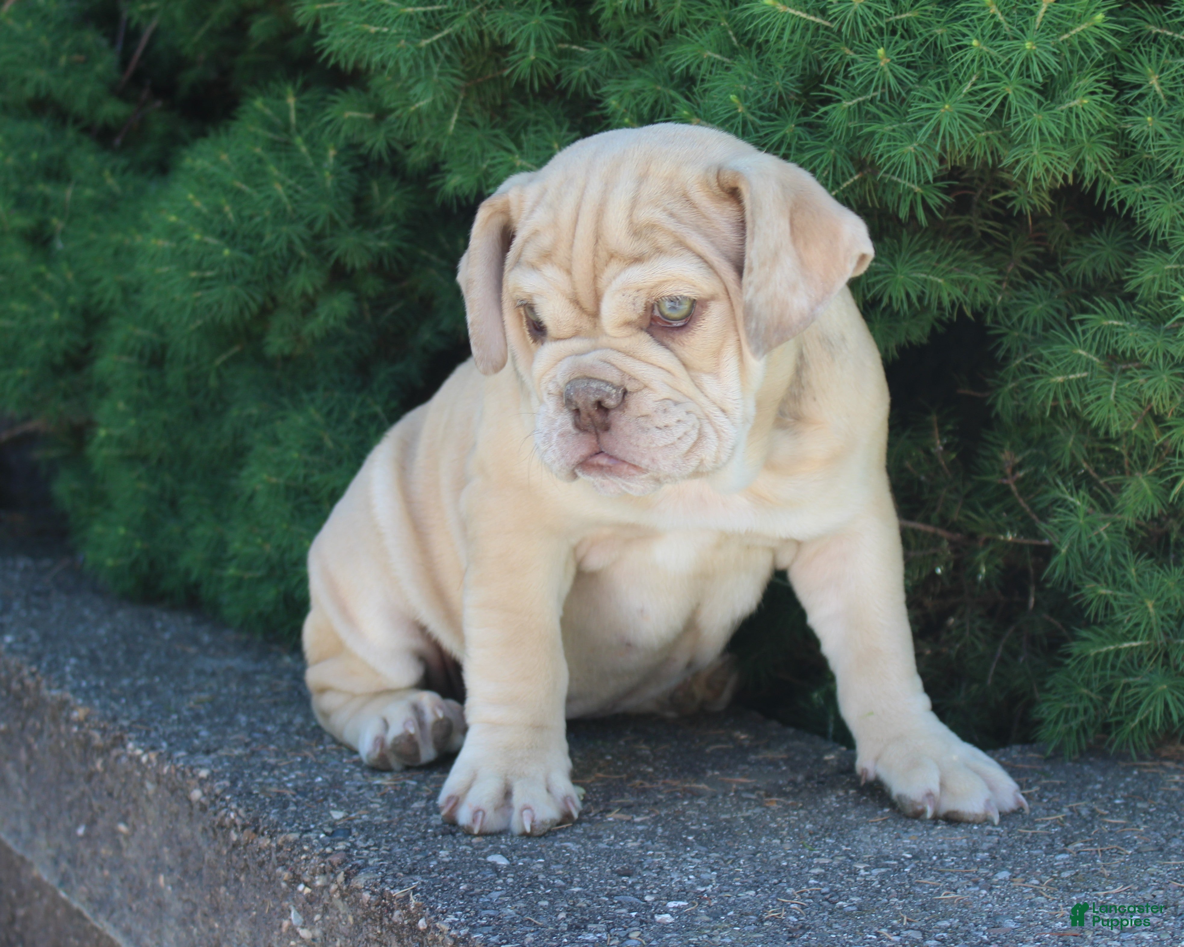 English Bulldog dogs Karis - Ad 2