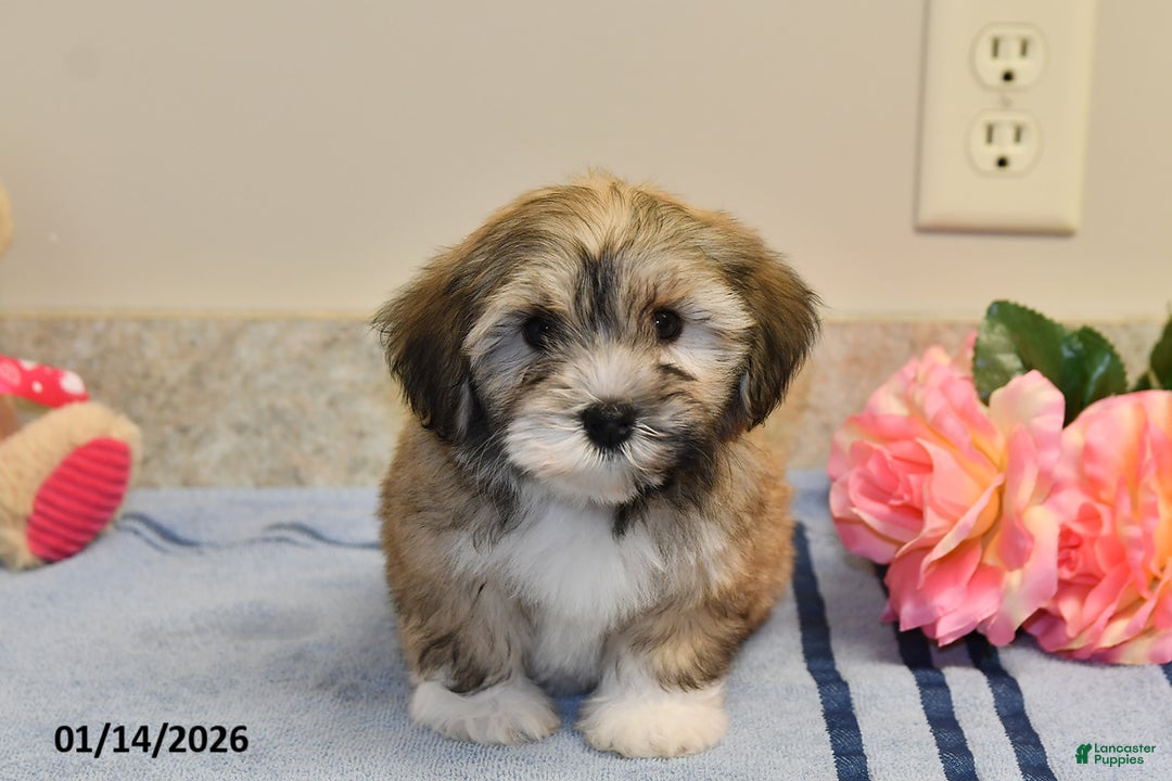 Havanese dogs for sale: Buffy - Ad 5