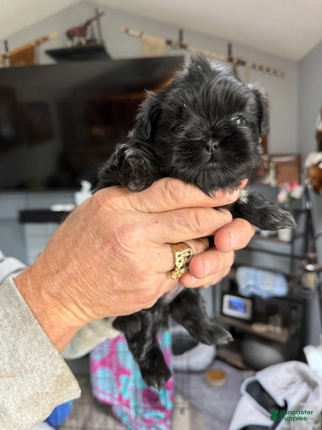Shih Tzu dogs for sale: Shih Tzu Puppy 2 - Ad 4