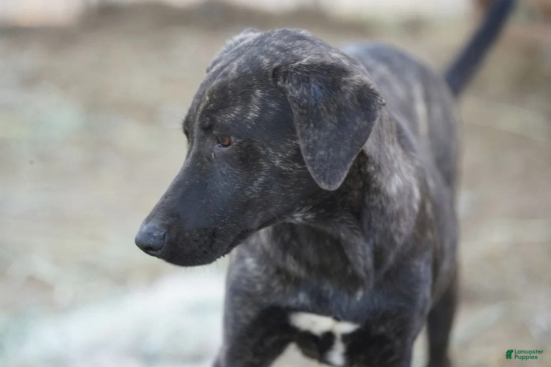 Mixed Breed dogs for sale: Tiger Tiscar Farm Dog - Ad 13