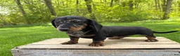 Dachshund dogs for sale: Thor - Ad 2