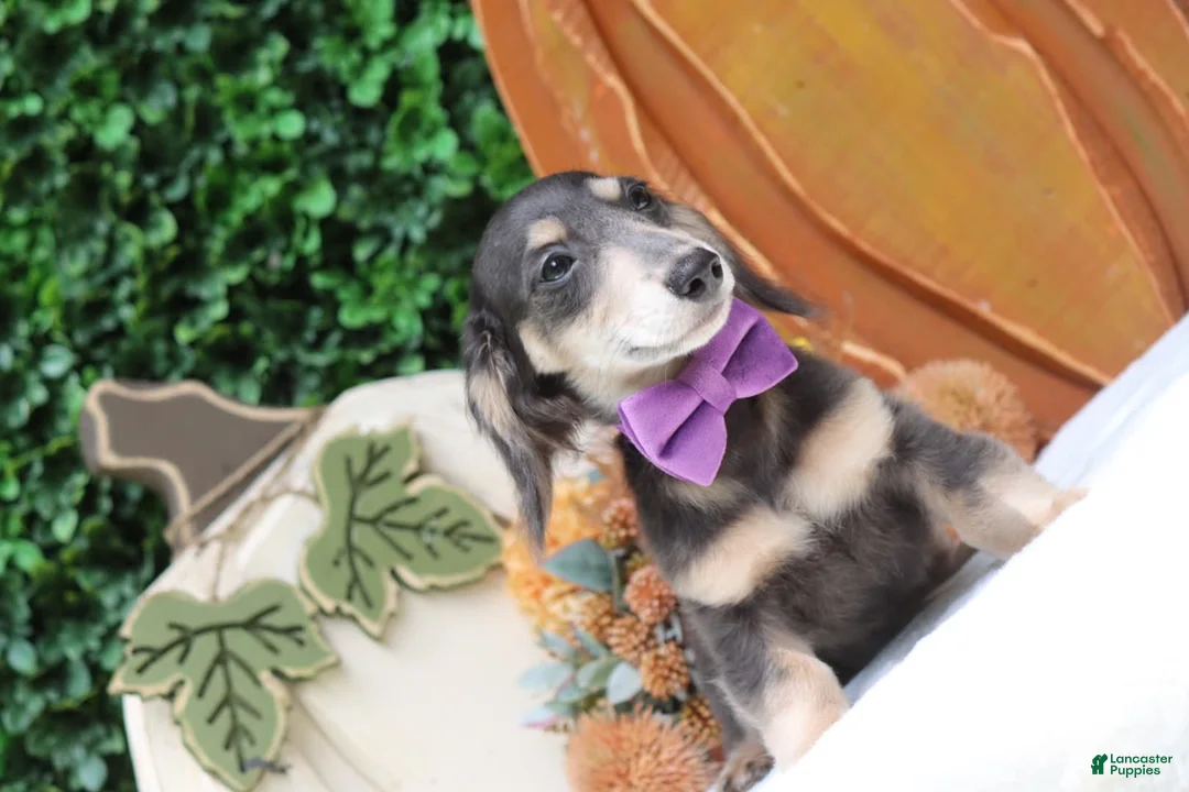 Miniature Dachshund dogs for sale: Miniature Dachshund 2 - Ad 2