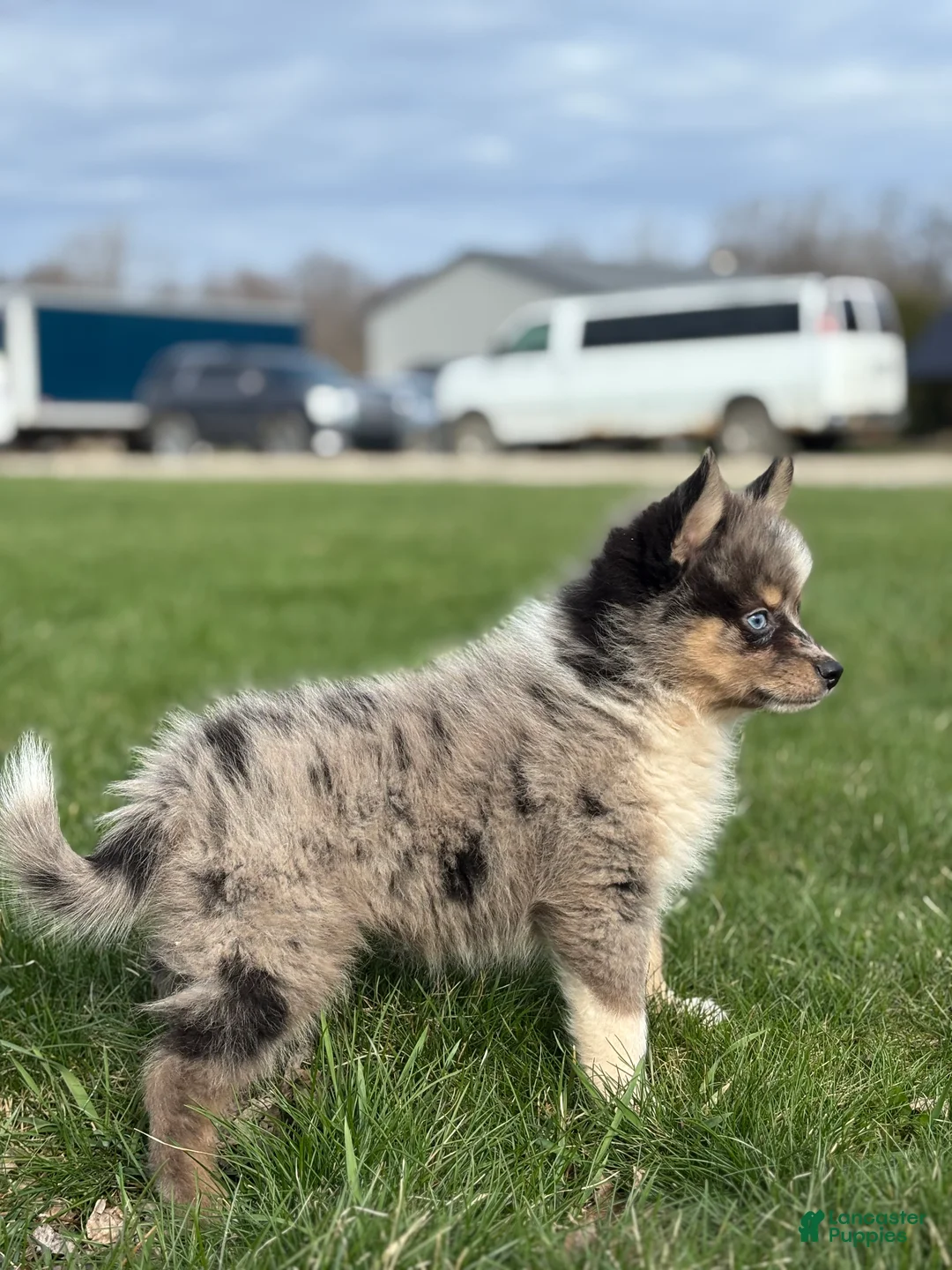 Pomsky dogs for sale: Danny - Ad 3