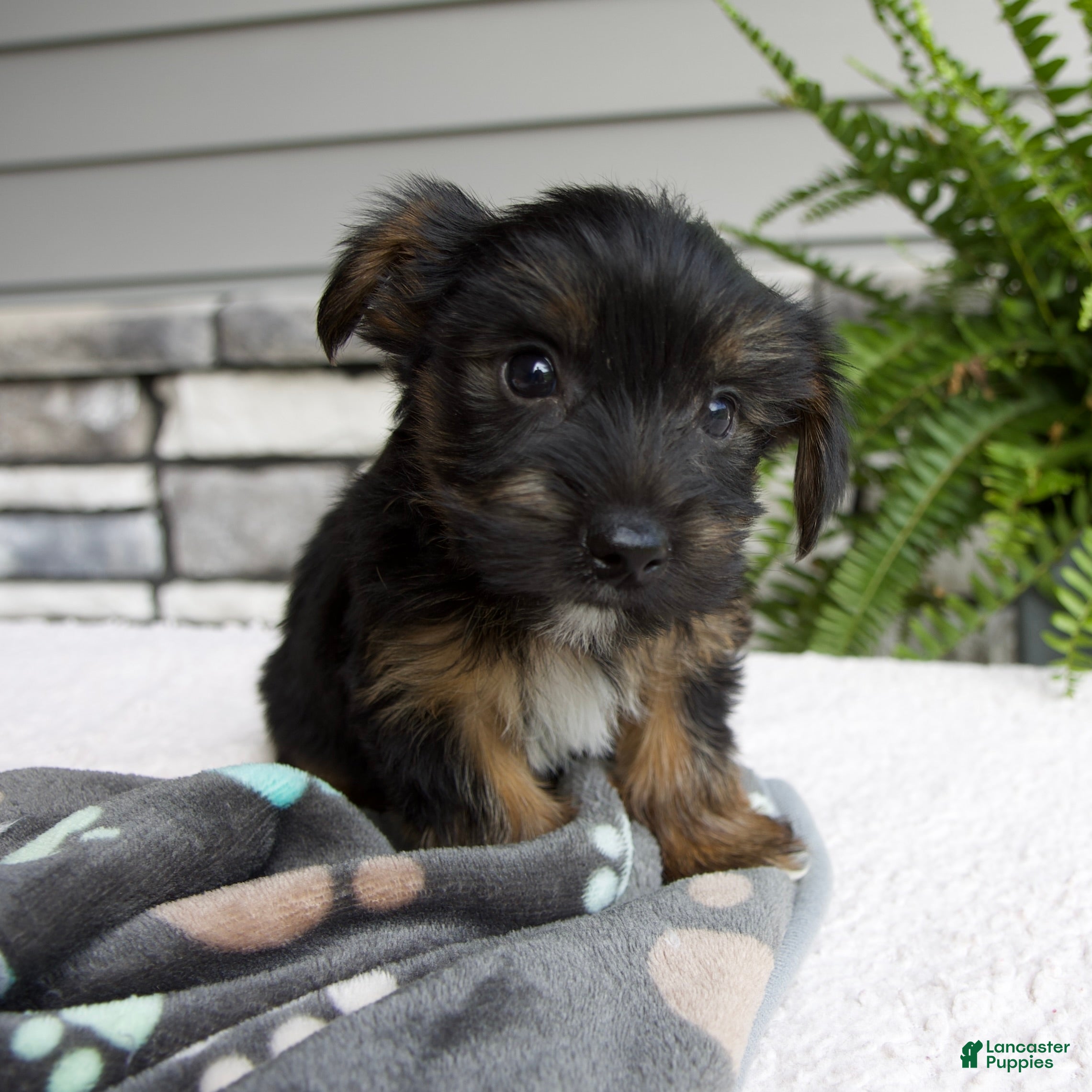 Morkie dogs William - Ad 1