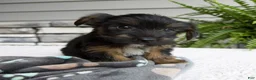 Morkie dogs for sale: William - Ad 1