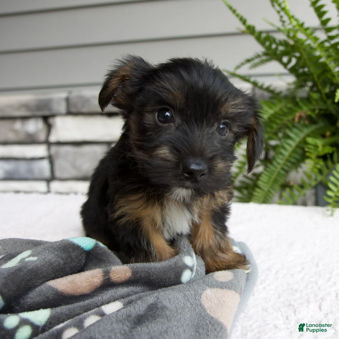 Morkie dogs for sale: William - Ad 1
