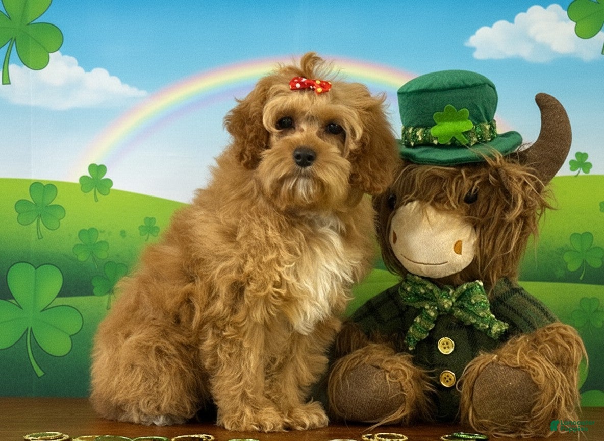 Cockapoo dogs Cassey - Ad 2