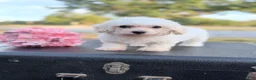 Bichon Frise dogs for sale: Bichon Frise - Misty - Ad 3