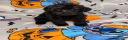 Yorkiepoo dogs for sale: Froggy - Ad 3