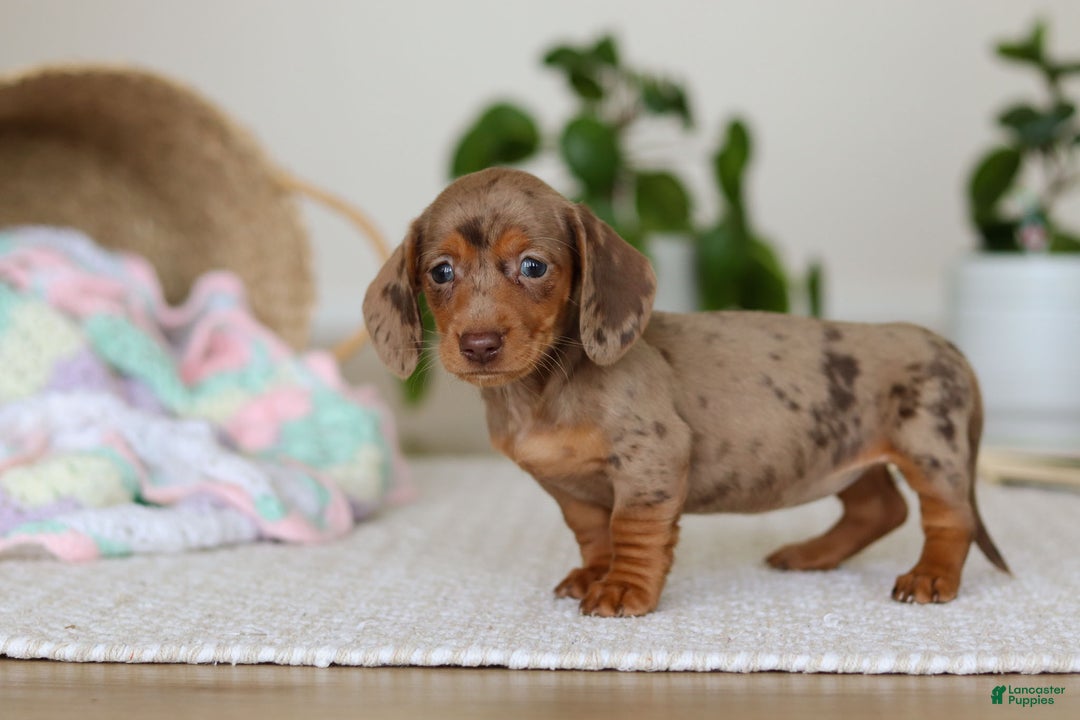 Miniature Dachshund dogs for sale: Bella - Ad 7