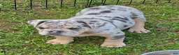 English Bulldog dogs for sale: Tinsel the lilac merle  - Ad 9