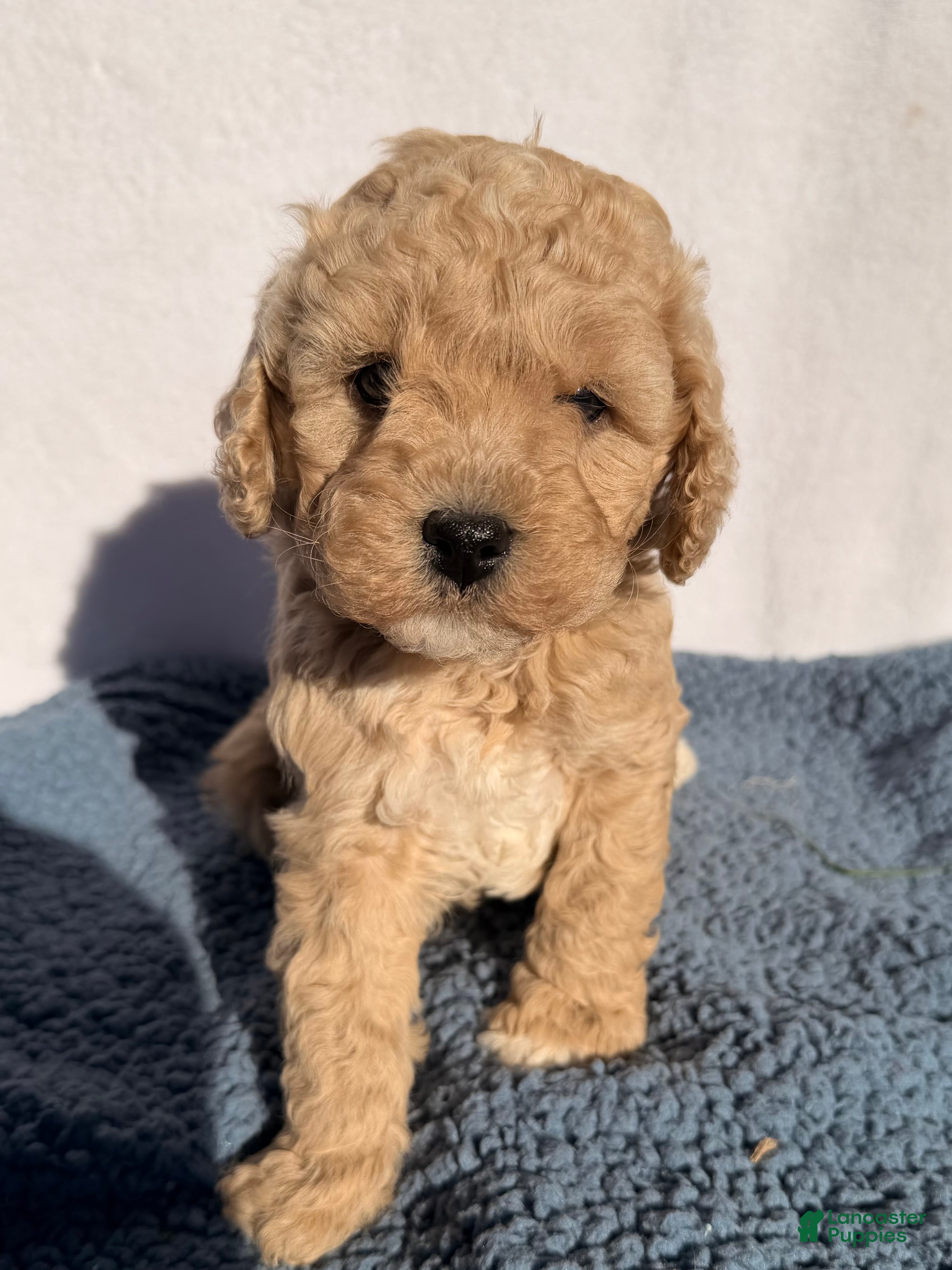 Cavapoo dogs Cooper  - Ad 1