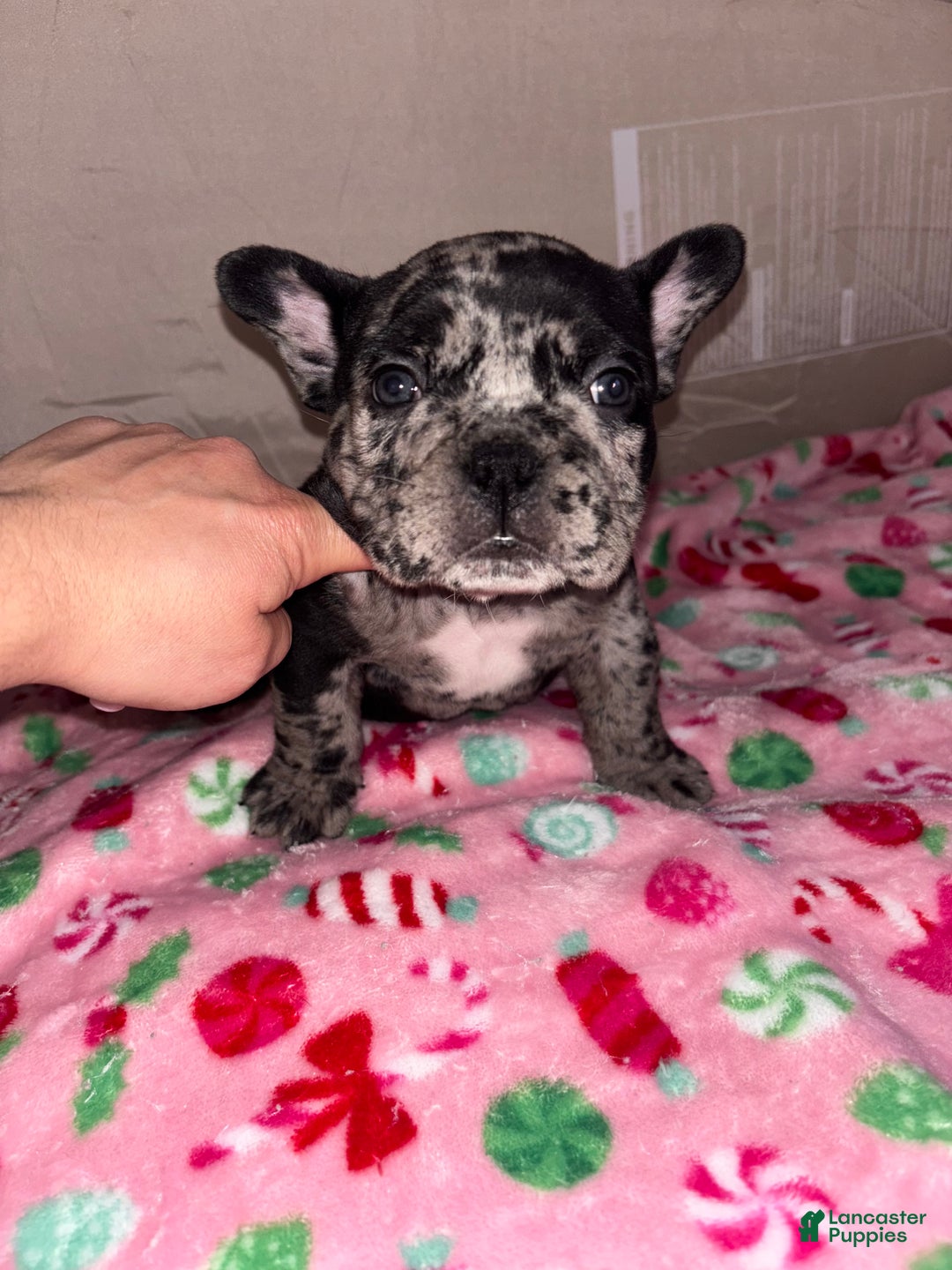 American Bully dogs for sale: American Bully Puppy 8 - Ad 1