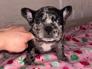 American Bully dogs American Bully Puppy 8 - Ad 13