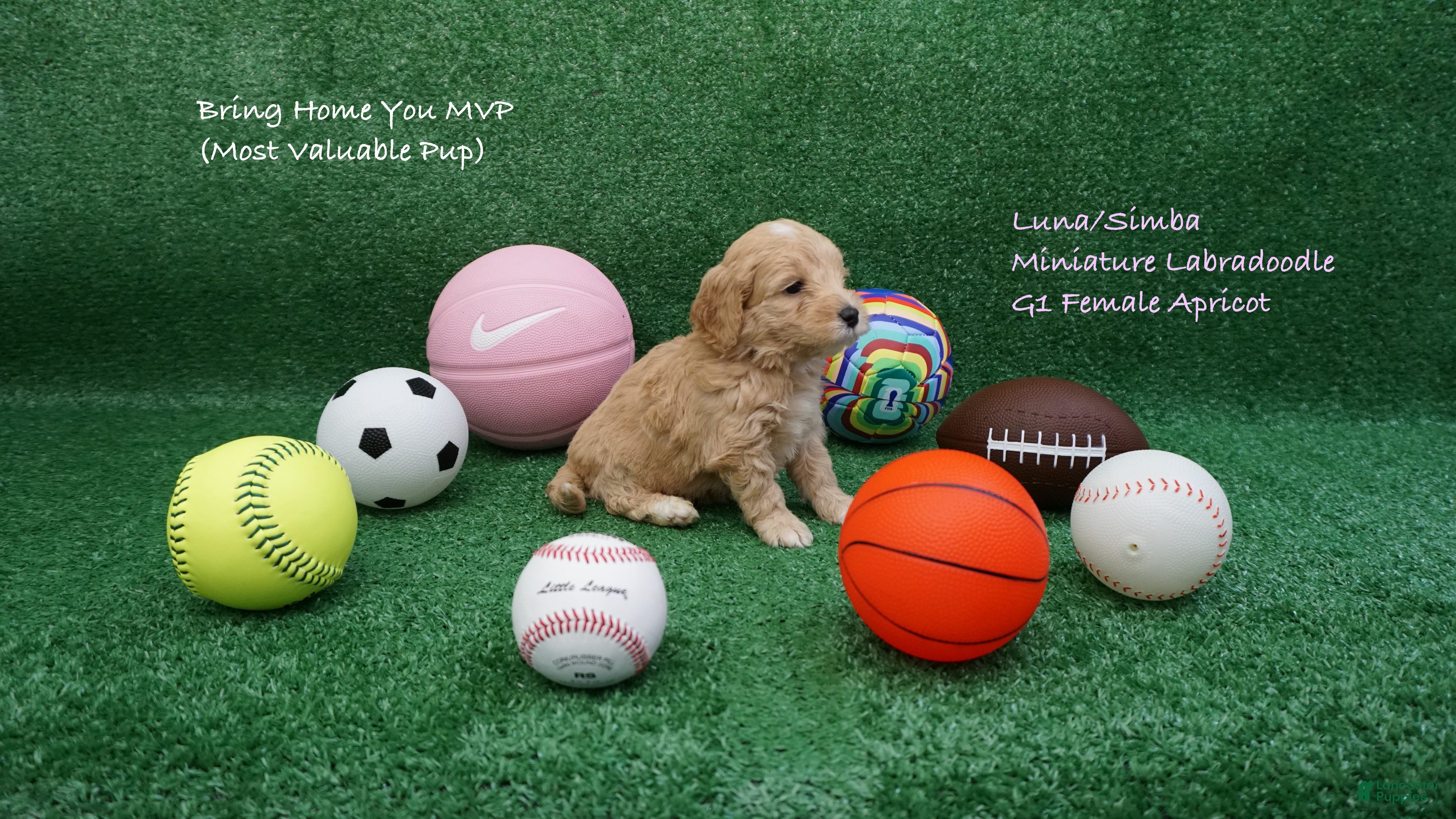 Miniature Labradoodle dogs LS G1  - Ad 2