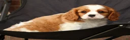 Cavalier King Charles Spaniel dogs for sale: Silas - Ad 8