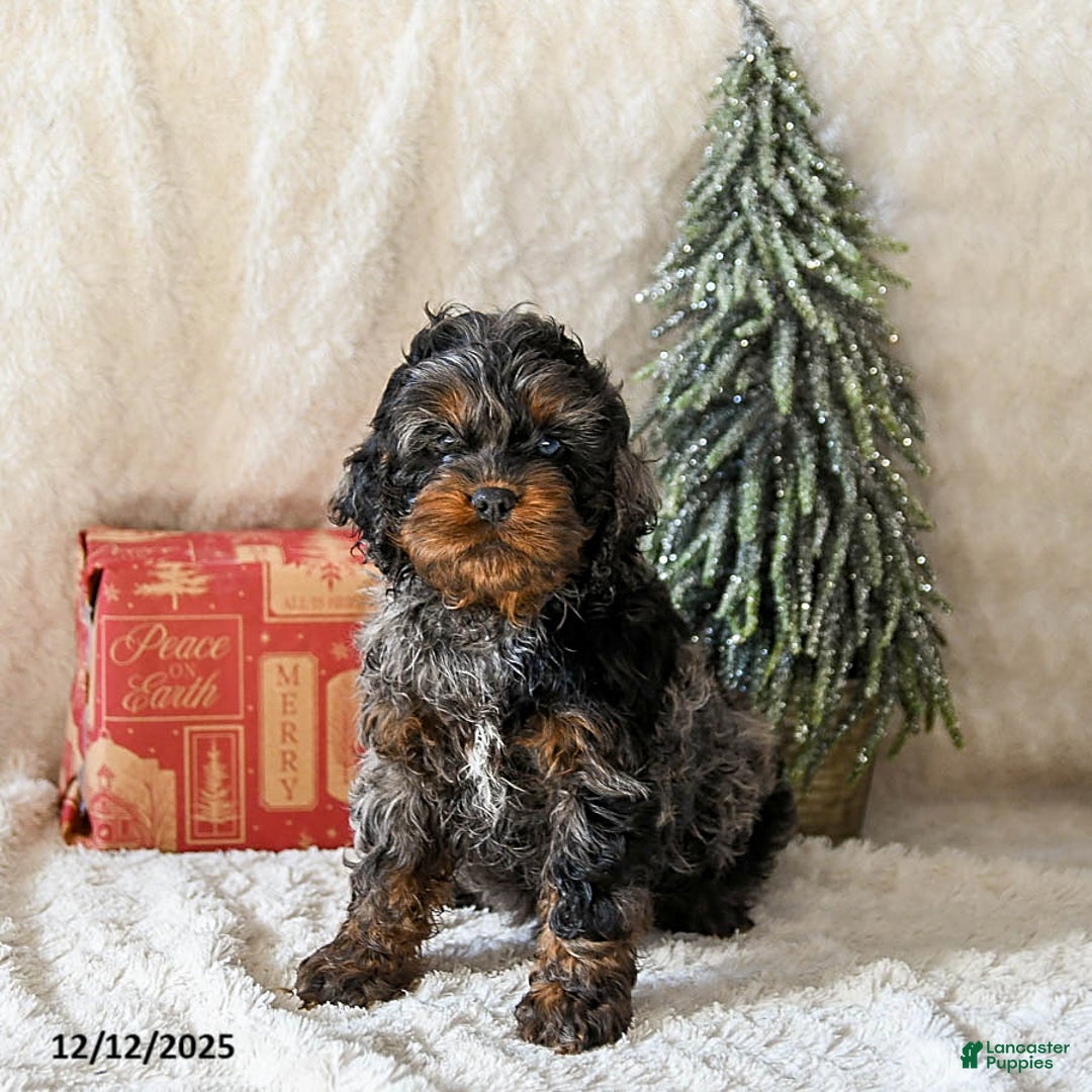 Cockapoo dogs for sale: Wrangler - Ad 1