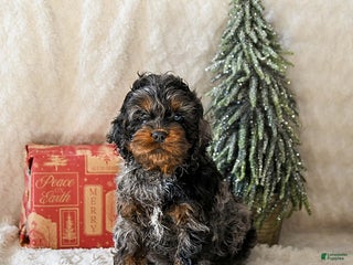 Cockapoo dogs Wrangler - Ad 42