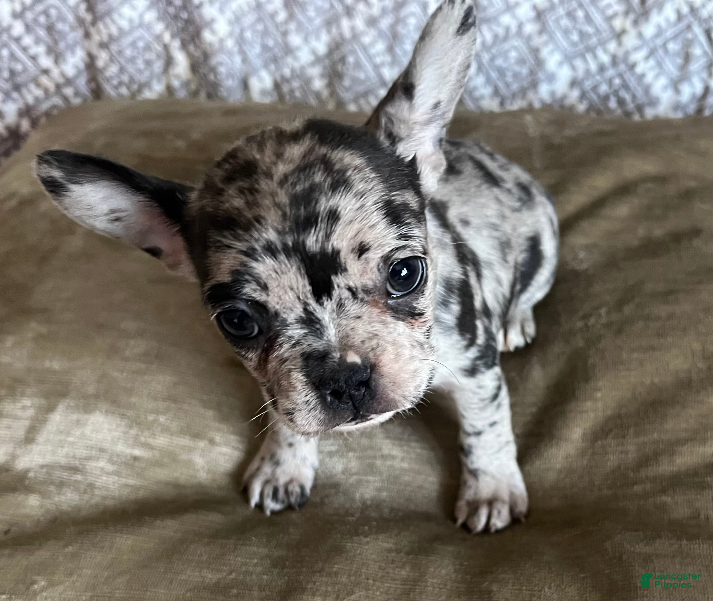 French Bulldog dogs French Bulldog Puppy 3 - Ad 38