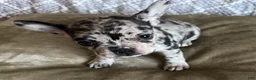 French Bulldog dogs for sale: French Bulldog Puppy 3 - Ad 1