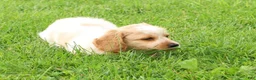 Miniature Dachshund dogs for sale: Hank - Ad 9