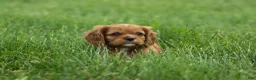 Cavalier King Charles Spaniel dogs for sale: Mocha 🐶✨ - Ad 3