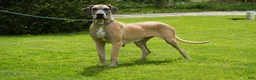 Great Dane dogs for sale: Great Dane Puppy 1 - Ad 6