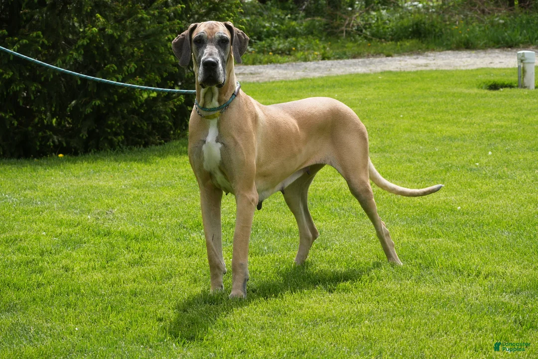 Great Dane dogs for sale: Great Dane Puppy 1 - Ad 6