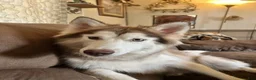 Siberian Husky dogs for sale: Midnight - Ad 3