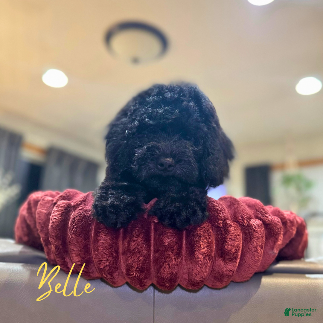 Mini Goldendoodle dogs for sale: Mini Goldendoodle Puppy 1 - Ad 6