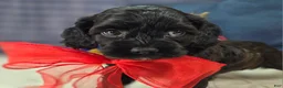Cockapoo dogs for sale: Tinkerbell - Ad 14