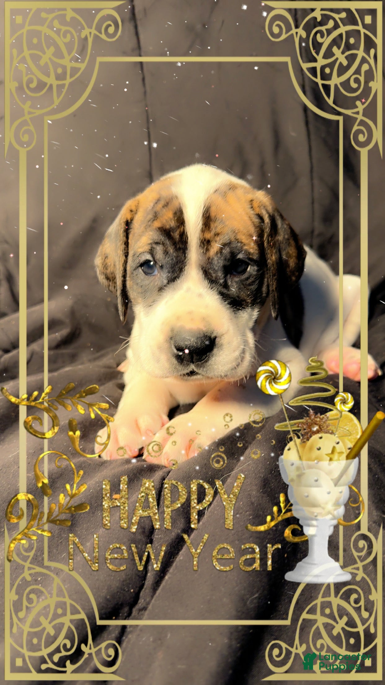 Great Dane dogs Howard - Ad 31