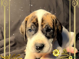 Great Dane dogs Howard - Ad 42