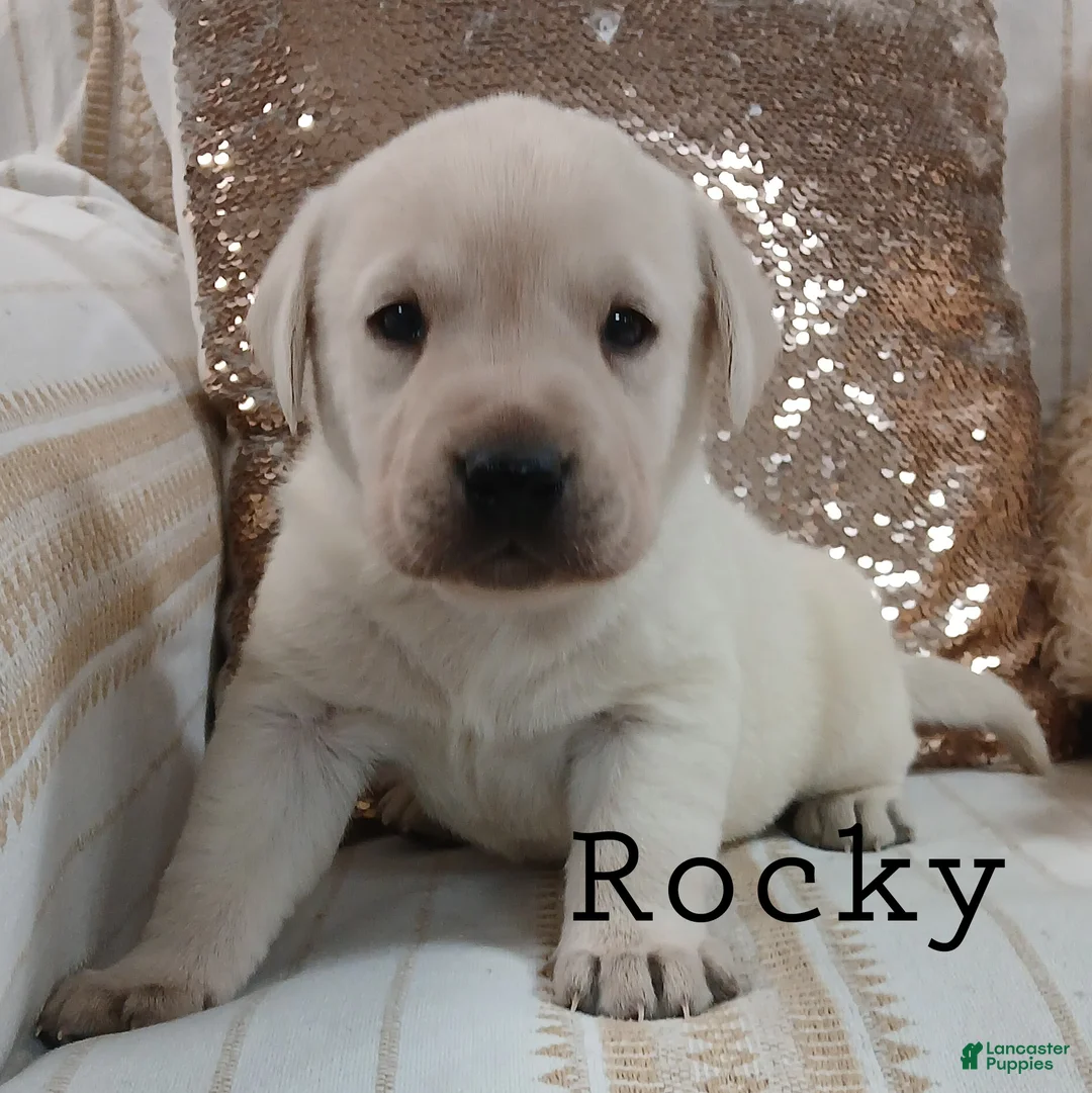 Labrador Retriever dogs for sale: Rocky - Ad 3