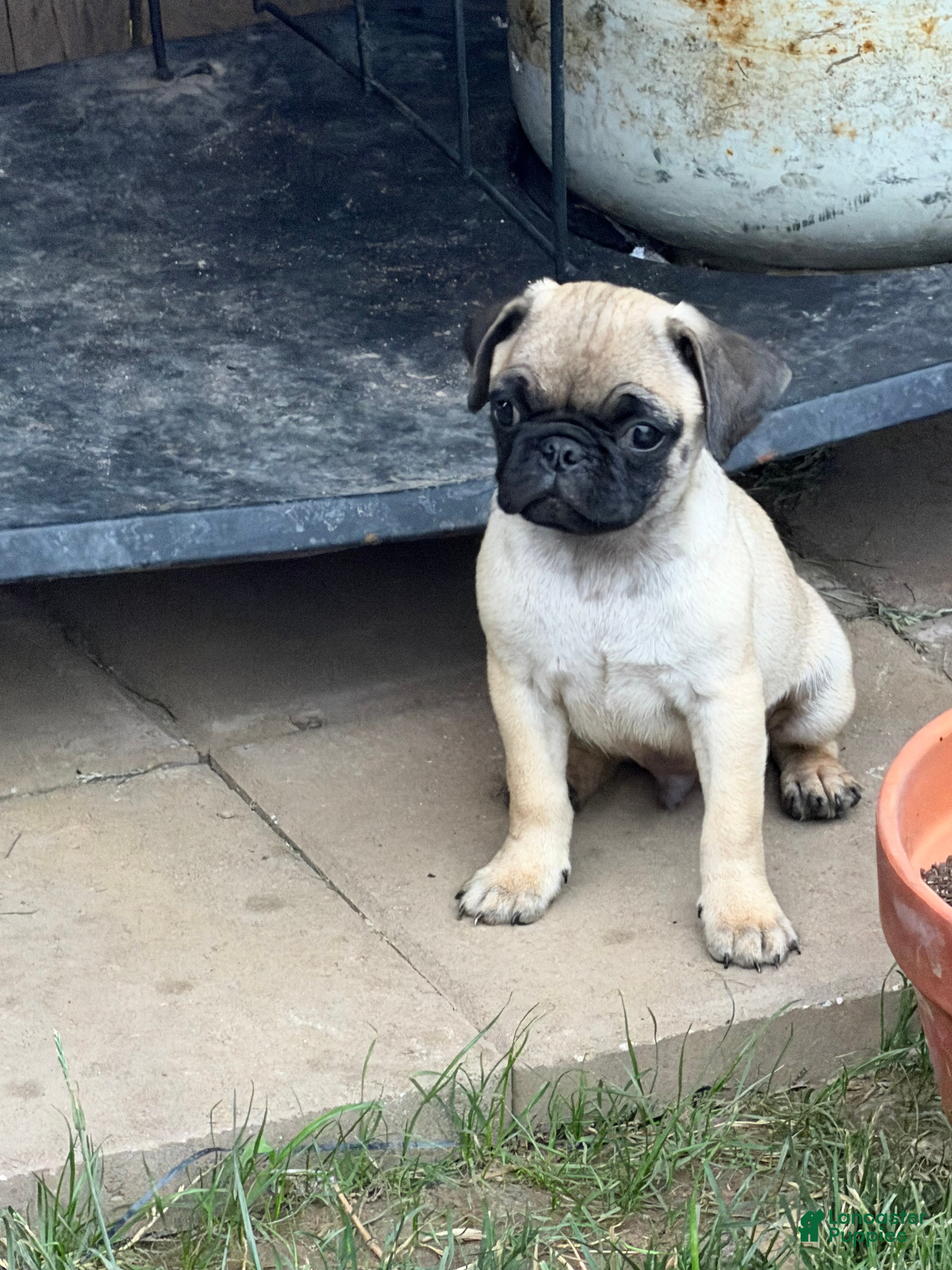 Pug dogs Sonic - Ad 1