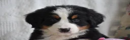 Bernese Mountain Dog dogs for sale: Clover - Ad 2